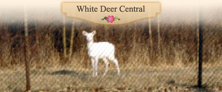 White deer